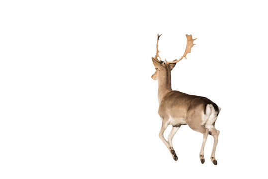 Isolated fallow deer dama dama, full body wildlife cut out