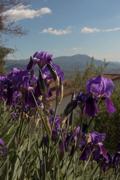 Vibrant purple irises blooming in a scenic Mediterranean garden with a mountain view