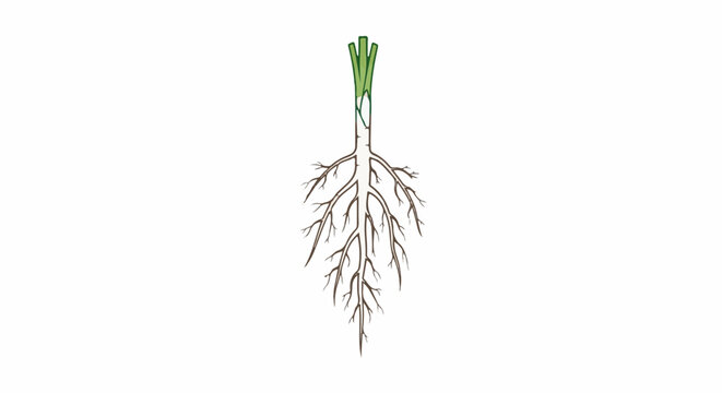 Stylized illustration of a plant's root system and lower stem