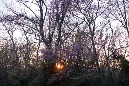 Ancient Judas tree in full pink bloom at sunset in the Italian countryside.