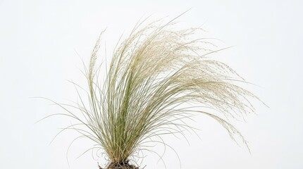 Obraz premium Delicate ornamental grass isolated on white background, thin wispy blades and soft natural movement under bright clean lighting, ultra-realistic, no logos.