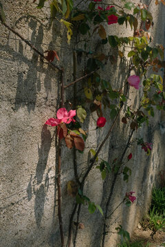 Vibrant pink climbing flowers against a sun-drenched rustic stone wall in a Mediterranean garden