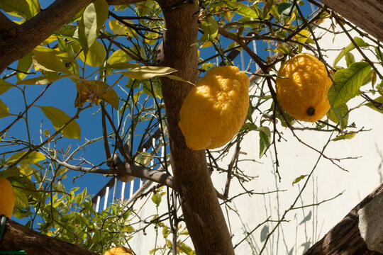 Lush lemon tree in the historic Giardino della Minerva, a medieval botanical garden in Salerno, Italy.