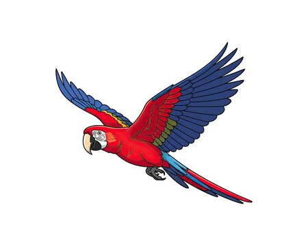 Red and blue macaw parrot in flight, showcasing its vibrant wings and elegant movement