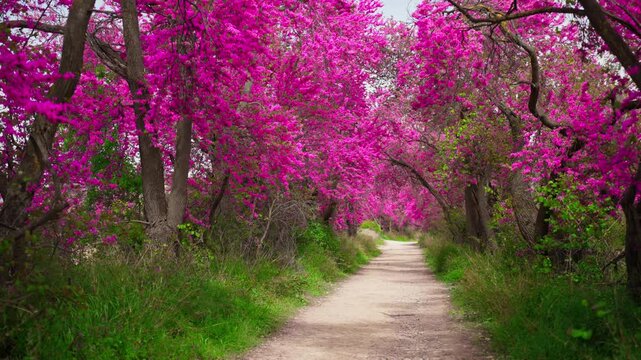 Stunning forward movement along a dirt path surrounded by an enchanting tunnel of bright magenta blooming redbud trees during a beautiful and peaceful spring day in the countryside