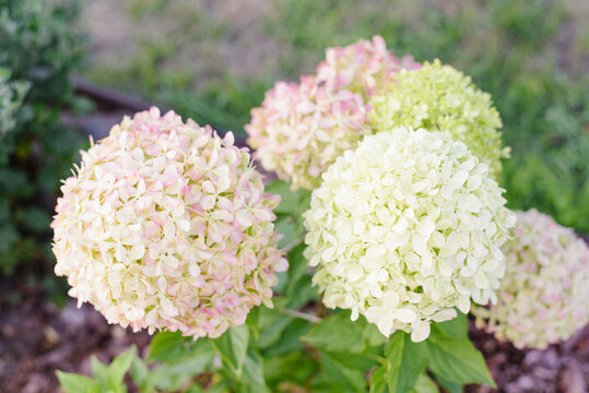 Hydrangea Paniculata Pixio Bush With Turning Pink Flowers