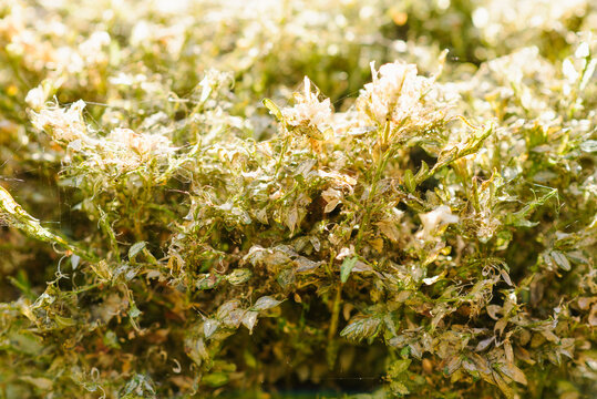 Title: Close Up of Damaged Boxwood Foliage and Silk Webs