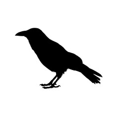 Naklejka premium Raven bird silhouette - vector illustration