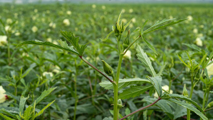 Fresh okra plant growing in an agricultural farm field © Toufiqul