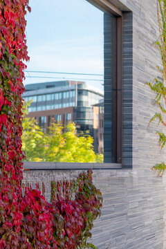 Ivy climbing a textured wall beside a window reflection on modern urban architecture showing contrast between greenery and facade