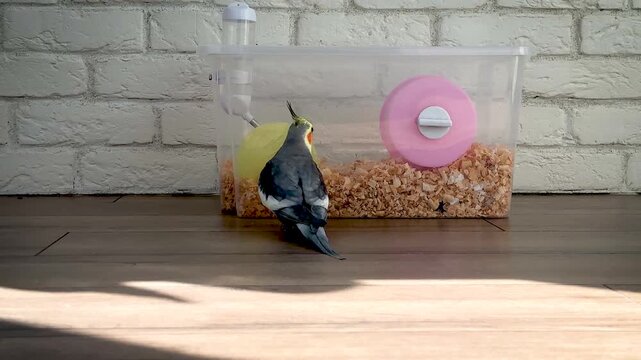 Curious cockatiel parrot walking on floor and inspecting small hamster container cage