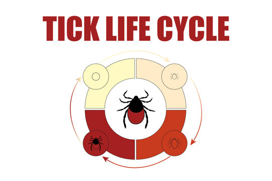 Circular diagram showing tick life cycle stages from egg to larva, nymph and adult with central tick illustration. Educational parasite development infographic on white background.
