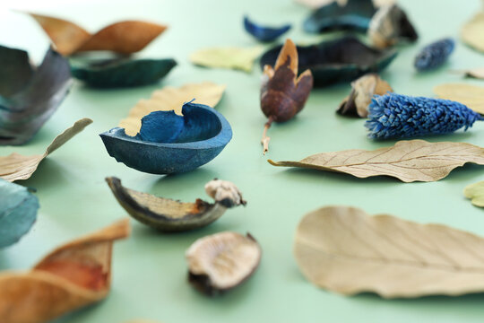 Dry leaves on pastel background