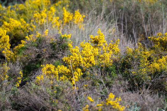 Close-up of yellow flowering gorse (Genista scorpius) in the Mediterranean scrubland, vibrant wild broom blossoms in the Pre-Pyrenees of Huesca, Spain.