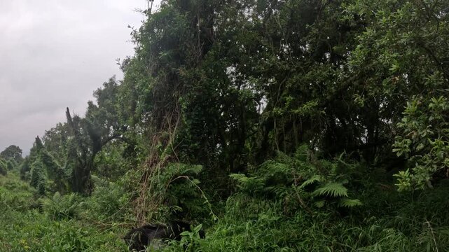 Cinematic gorilla trekking encounter in Mgahinga National Park Uganda, close up mountain gorillas in misty jungle wildlife travel video
