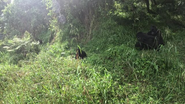 Cinematic close encounter with mountain gorillas in Mgahinga Uganda, dramatic rainforest wildlife travel video
