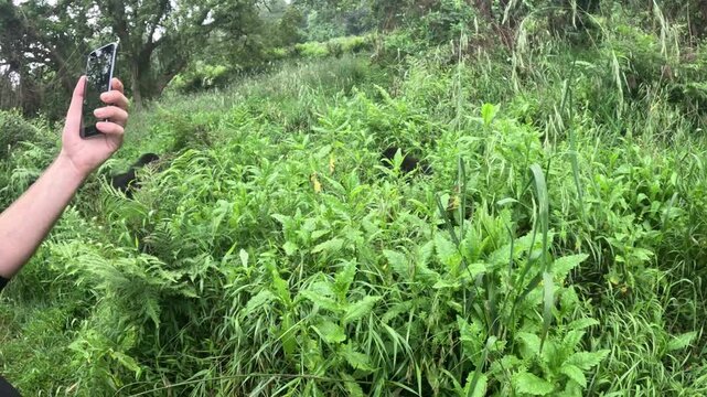 Scenic gorilla trekking experience in Mgahinga National Park with misty jungle and wild gorillas Uganda travel footage

