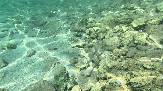 Herbivorous Behavior: Salema Porgy (Sarpa salpa) Feeding in Aegean Rocky Habitat