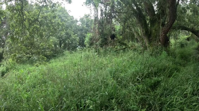 Cinematic jungle encounter with mountain gorillas in Mgahinga Uganda, powerful wildlife documentary footage