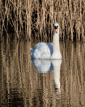 Swan and reflection on calm pond with reeds