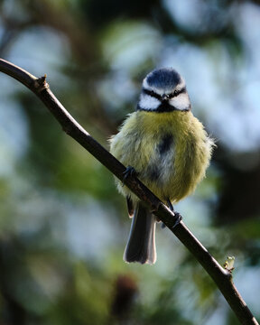 Blue tit on branch 