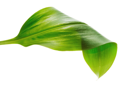 Elegant Green Leaf on Transparent Background