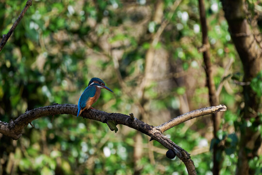 Kingfisher perched on branch