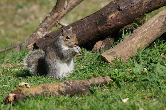 Squirrel on ground eating nut