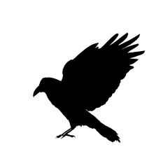 Naklejka premium Raven silhouette with spread wings, vector illustration