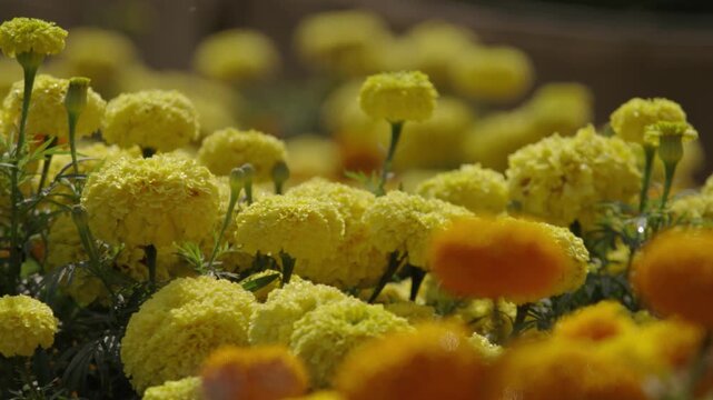Marigolds are blooming in the garden.