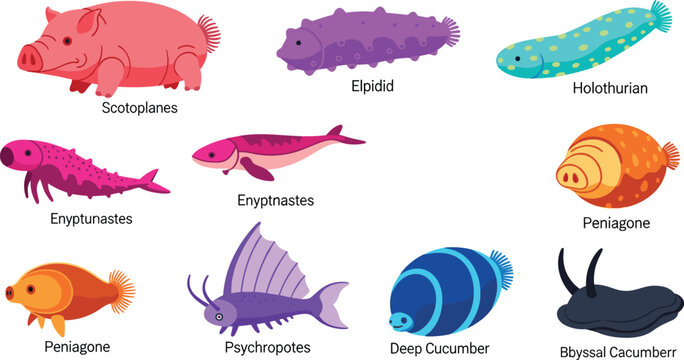 Sea cucumber species and colorful deep sea holothurian marine wildlife flat icon set