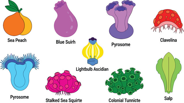 Tunicate and sea squirt species colorful marine invertebrate aquatic wildlife flat icon set