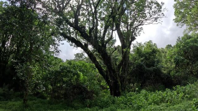 Cinematic golden monkey trekking encounter in Mgahinga National Park Uganda, playful primates in lush bamboo forest wildlife video