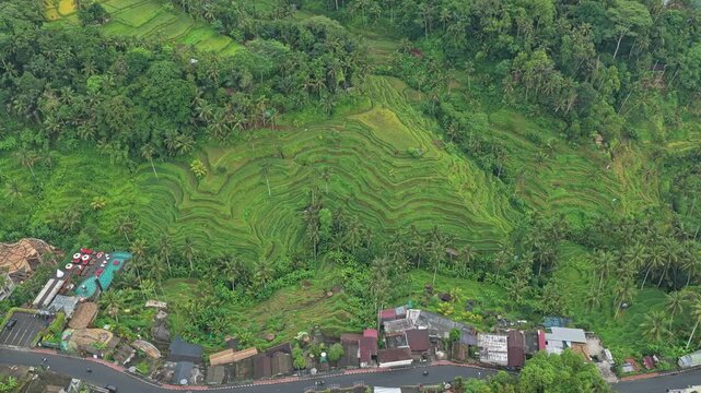Aerial view of tegallalang rice terrace in ubud bali