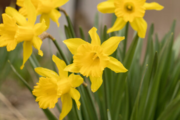 Fototapeta premium Bright yellow daffodils in full bloom signal the arrival of spring, with tender green stems and a gentle blurred background enhancing their cheerful appeal.
