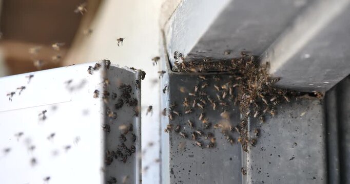 Stingless bees are building nests on house doors; stingless honey bees and the ecosystem.