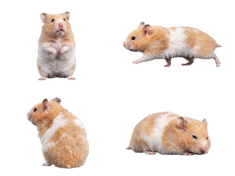 Energetic golden hamsters with white markings in various action poses.