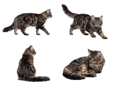 Dynamic multi-view collection of a beautiful tabby cat in playful action poses, isolated on a transparent background.