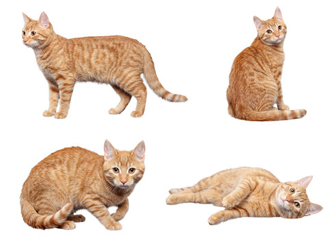 Playful ginger tabby cat collection, showcasing different natural positions against a transparent background.
