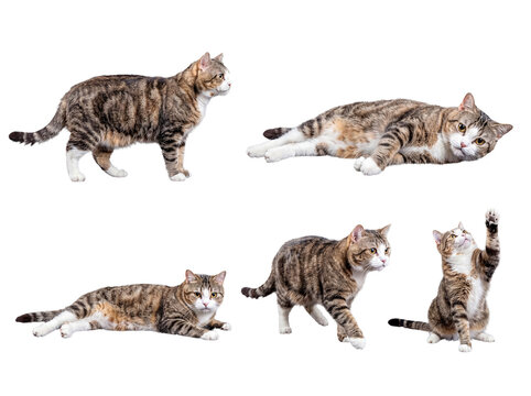 Various playful and active poses of a charming brown tabby cat with white markings, isolated on transparent background.