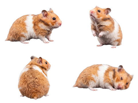 Multiple cute brown and white hamsters showcasing different postures.