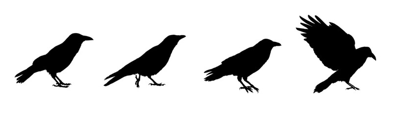 Naklejka premium Raven silhouettes set, vector illustration
