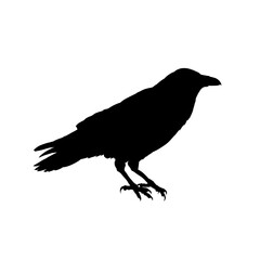 Naklejka premium Raven bird silhouette - vector illustration 