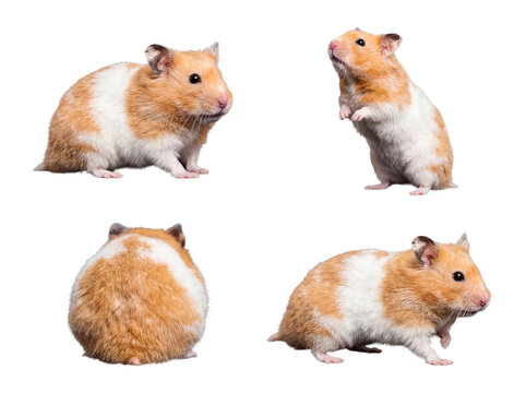 Group of golden hamsters in various dynamic poses, expertly photographed against a clean, transparent background.