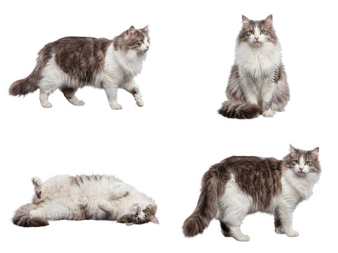 Versatile collection of a majestic long-haired cat showcasing diverse natural poses on a transparent background.