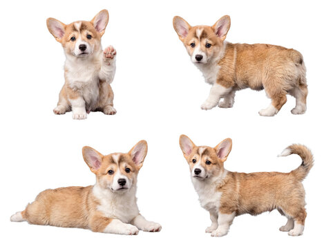 Multiple cute Pembroke Welsh Corgi puppies in various engaging poses, photographed on a transparent studio background.