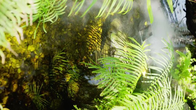 Lush green fern fronds with intricate patterns and textures grow in a rainy tropical forest environment, showcasing macro foliage growth and natural flora during a wet spring