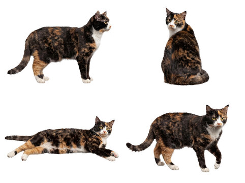 Dynamic collection of a striking calico cat in various natural postures, including resting and active movements.