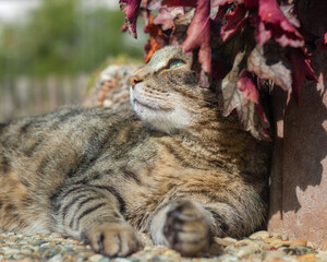 Obraz premium Tabby cat wearing the leaves of a heuchera plant like a hat