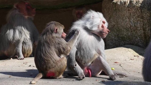 Hamadryas baboon, papio hamadryas, sitting together and grooming each other. Papio hamadryas is a species of baboon